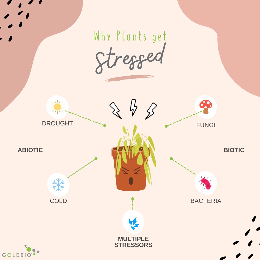 How Plants Deal With Stress The Science Behind Plant Stress Signaling GoldBio